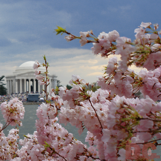 Cloudy and Windy. Second Stage of Flower Bloom with a magnificent view of the Jefferson Memorial.