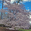Akebono Flowering Cherry Tree