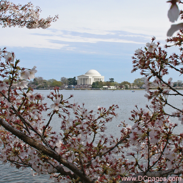 Jefferson Memorial Cherry Blossoms Photograph