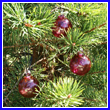 Cranberry Red Glass Ornament Balls 3 Set