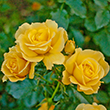 First Lady Bird Johnson Canary Landscape Rose