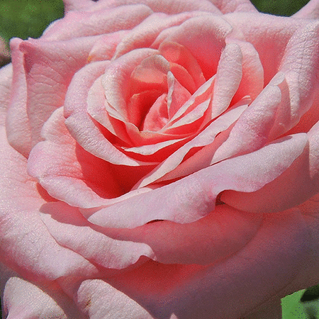 First Lady Mamie Eisenhower Pink Blush Rose Seedling
