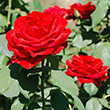 First Lady Nancy Reagan Scarlet Landscape Rose Seedling