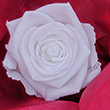 Glory White House Rose Head