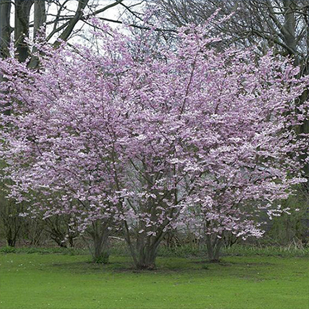Live Higan Cherry Blossom Tree Seedling