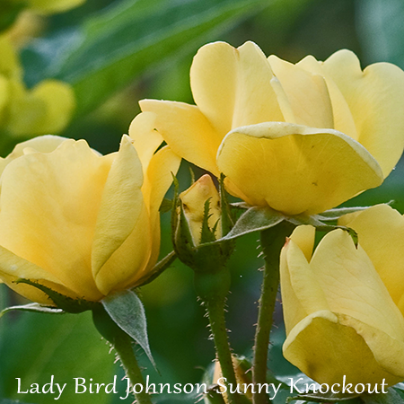 Lady Bird Johnson Sunny Knockout Rose