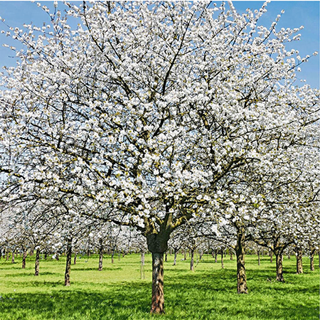 Hakuchou Japanese Cherry Blossom Seedling