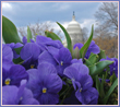 Winter Flowers of the Capitol by Luke Wilbur
