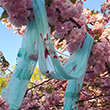Official Blue Sakura Blossom Scarf