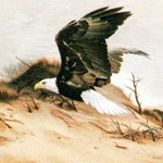 American Eagle by Charles Frace