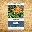 Blackberry Lily Heirloom Seeds - 3 pack