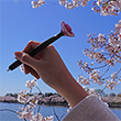 Pink Cherry Blossom Flower Pen