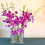 Exotic Purple Dendrobium Orchid Arrangement