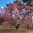 Official Japanese Okame Cherry Blossom Tree