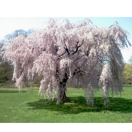 Live Weeping Japanese Cherry Tree