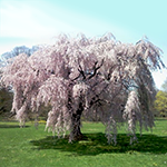 Live Weeping Japanese Cherry Blossom Tree Seedling