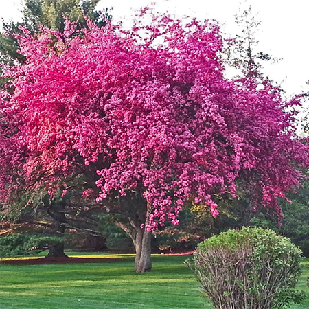 Kwanzan Cherry Tree - Live