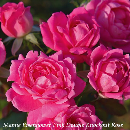 Mamie Eisenhower Pink Double Knockout Rose