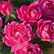 Mamie Eisenhower Pink White House Landscape Rose Plant
