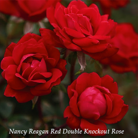 Nancy Reagan Red White House Landscape Rose Plant