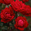 Nancy Reagan Red Double Knockout Rose