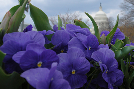 Winter Flowers of the Capitol by Luke Wilbur