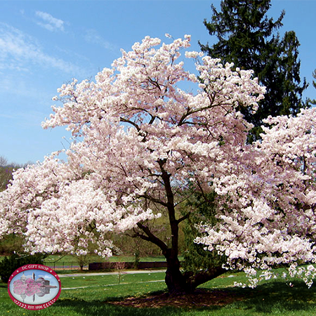 DC Cherry Blossom I Love Key Chain