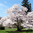 Live Yoshino Cherry Blossom Tree Seedling