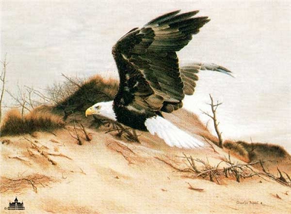 American Eagle by Charles Frace